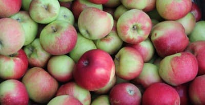 Äpfel Sorte Santana von Obstbau Samm
