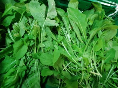 Rucola 100g BIO von Vielfalt Mader
