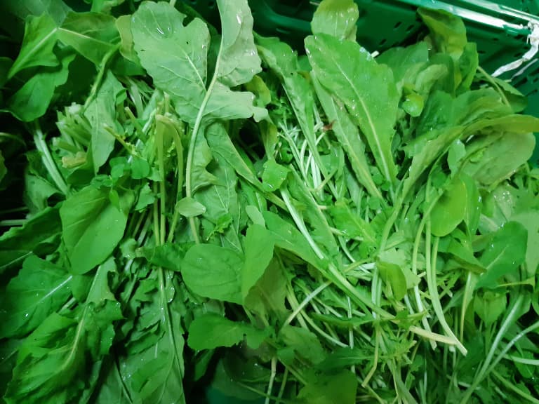 Rucola 100g BIO