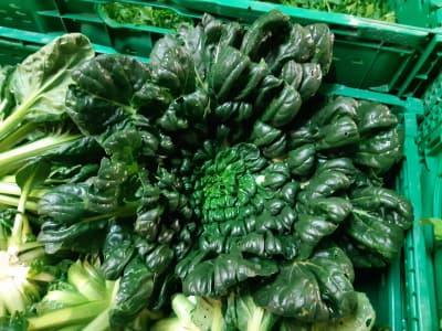 Tatsoi Stk 300g BIO von Vielfalt Mader