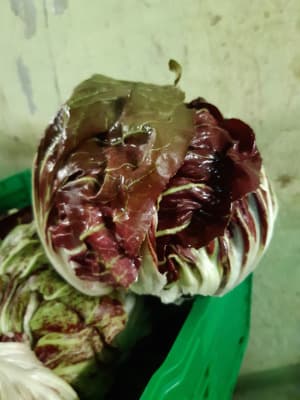 Salat Radicchio Stk. BIO von Vielfalt Mader