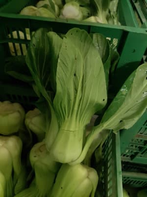 Pak Choi Stk. ca. 200g BIO von Vielfalt Mader