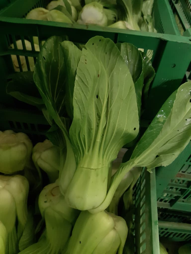 Pak Choi Stk. ca. 300g BIO