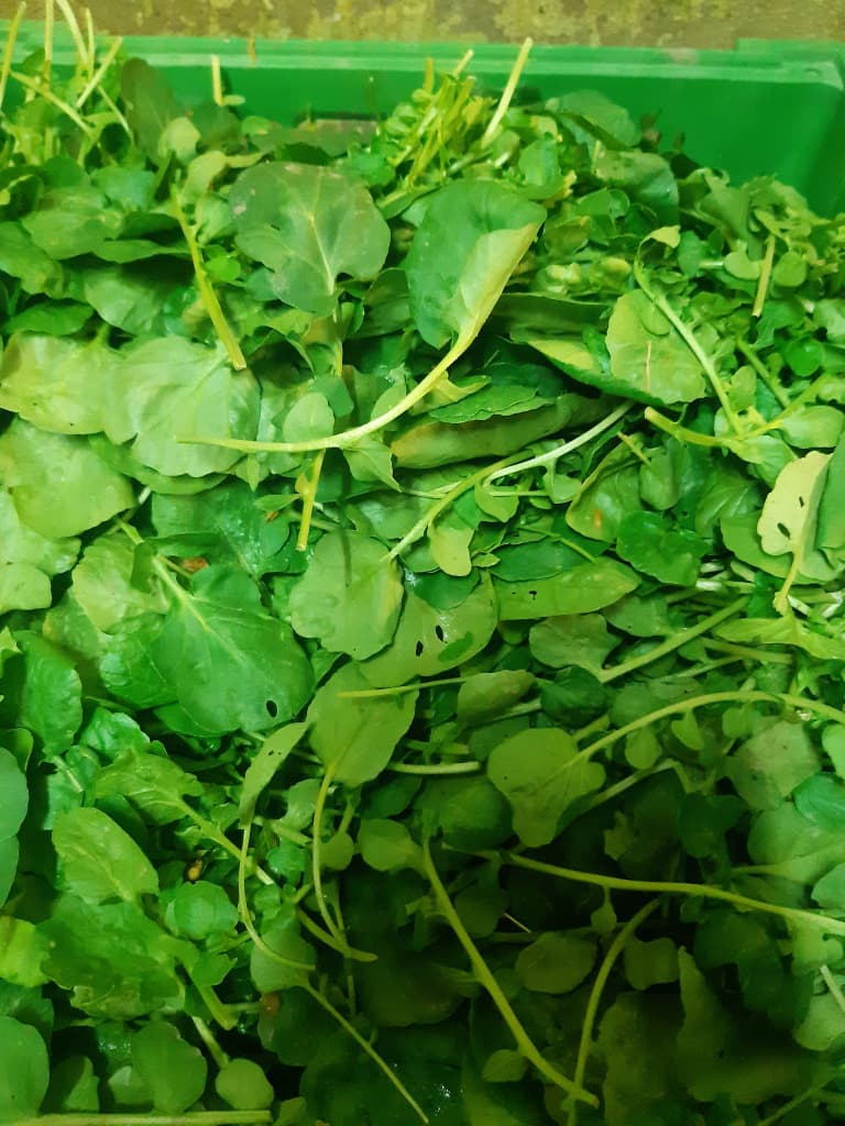 Barbarakraut 100g BIO