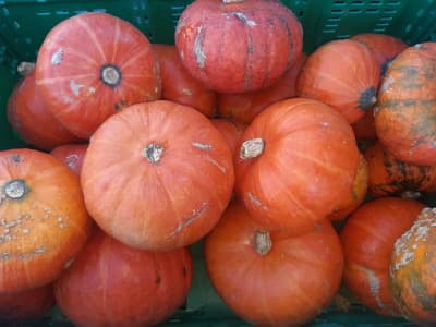 Kürbis Hokkaido Stk. BIO ab ca. 600g von Vielfalt Mader