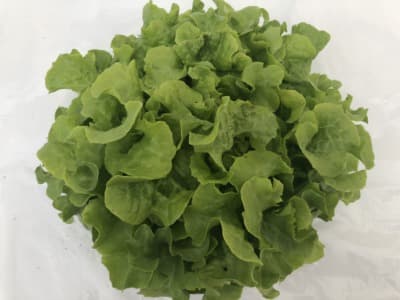 Bio Eichblatt grün von Gärtnerei Fleischhacker