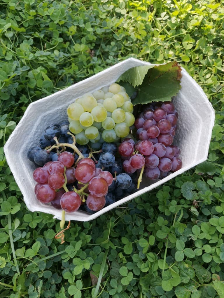 Trauben gemischt