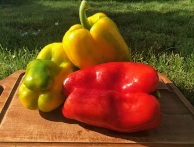 Bio Blockpaprika grün von Gärtnerei Fleischhacker