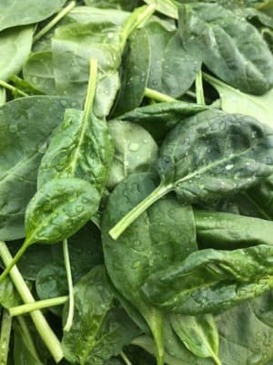 Bio Junger Spinat von Gärtnerei Fleischhacker