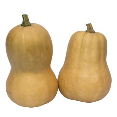 Kürbis Butternut von Hirsch - Kartoffel