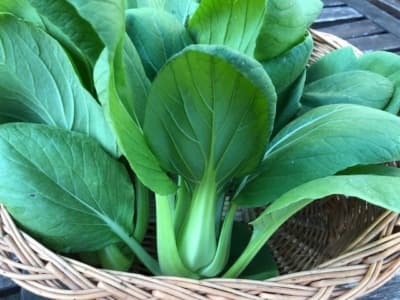 Bio Pak Choi ca. 300g von Gärtnerei Fleischhacker