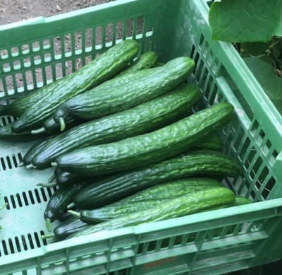 Bio Salatgurke