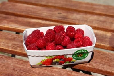 Weinviertler Bio Himbeeren - "rollende" von Biobeerengarten Hummel OG