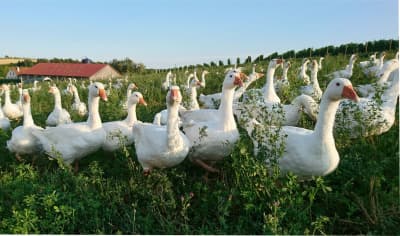 Profilbild des Produzenten: Gans Heinisch – Bio-Weidegänse aus dem Weinviertel