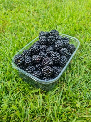 Bio Brombeeren aus Wien von Brombeeren vom Stadtgärtner