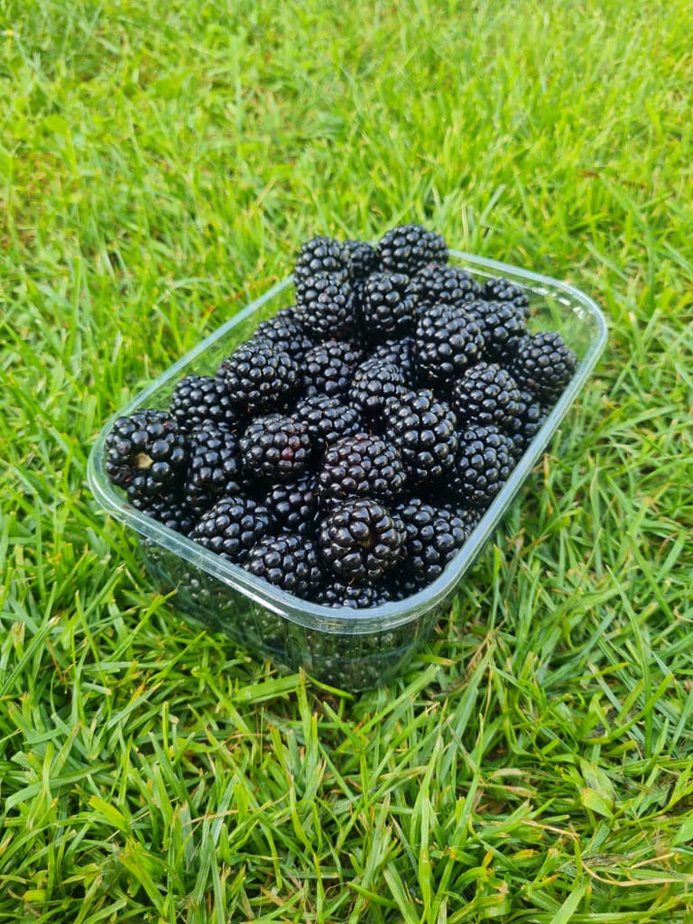 Bio Brombeeren aus Wien