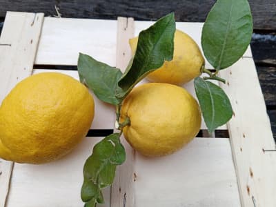 Bio Zitronen / Saftzitronen Femminello von Bio Orangello