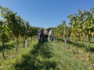 Ein Foto auf paradeisa.at