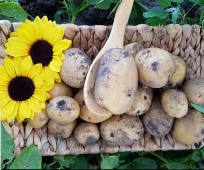 Bio Hermes Kartoffeln von BIOHOF BARON