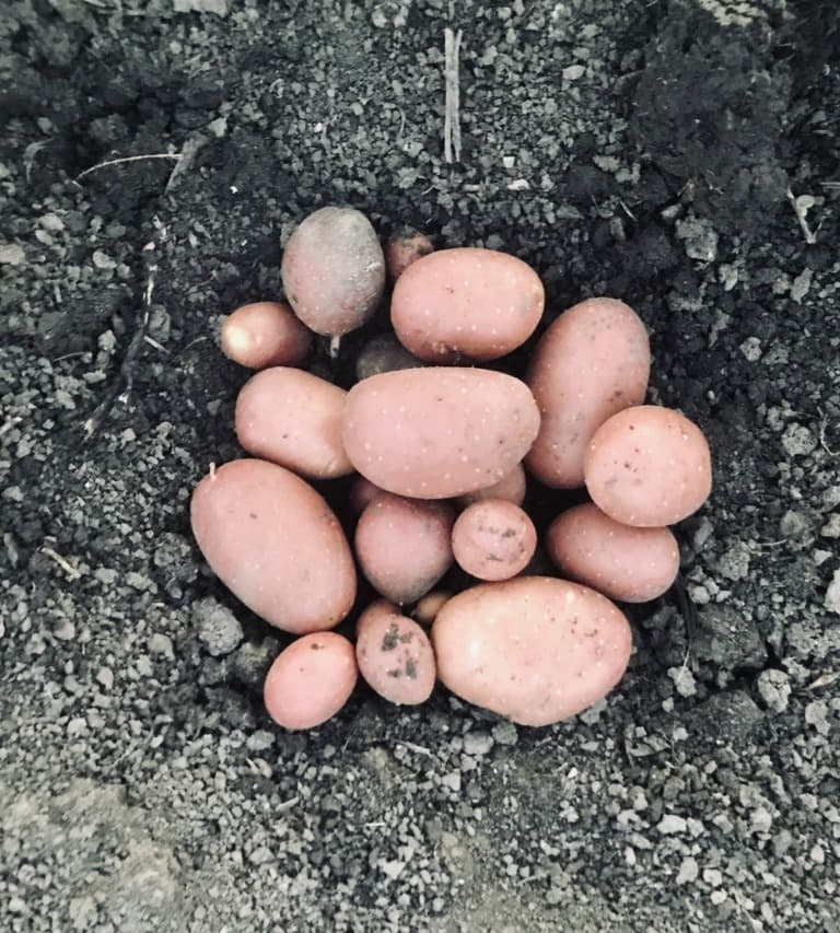 Heurige Rosa Bio-Erdäpfel Kartoffel Laura