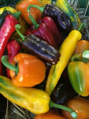 Bio Blockpaprika Mavras von Gärtnerei Fleischhacker