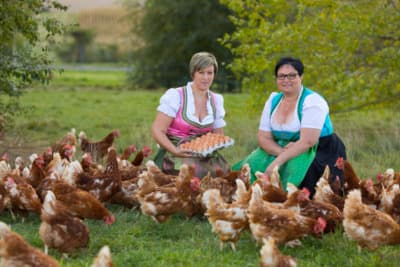 Profilbild des Produzenten: Werkovits Frischeier und Teigwaren OG