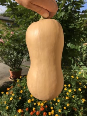 Butternuss-Kürbis (unbehandelt) von Linschi's Gemüse