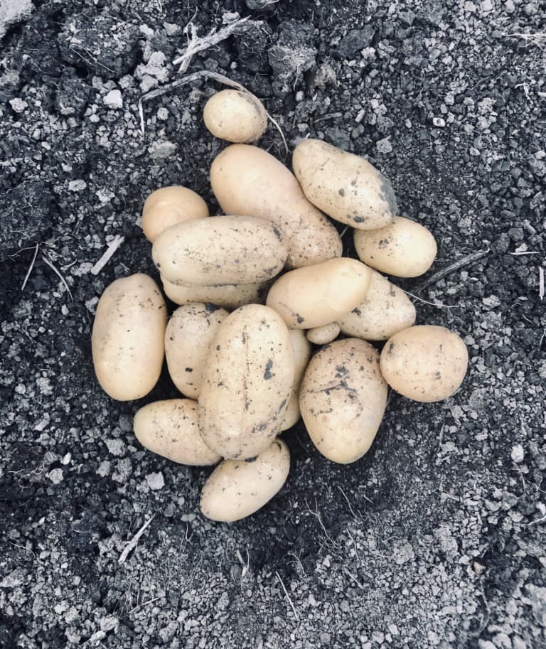 Heurige Bio Erdäpfel Kartoffel "Speckig" Ditta