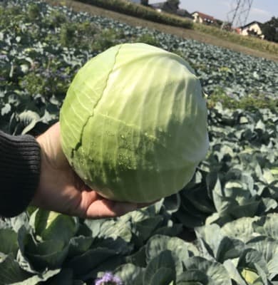 Weißkraut (fest) von Linschi's Gemüse