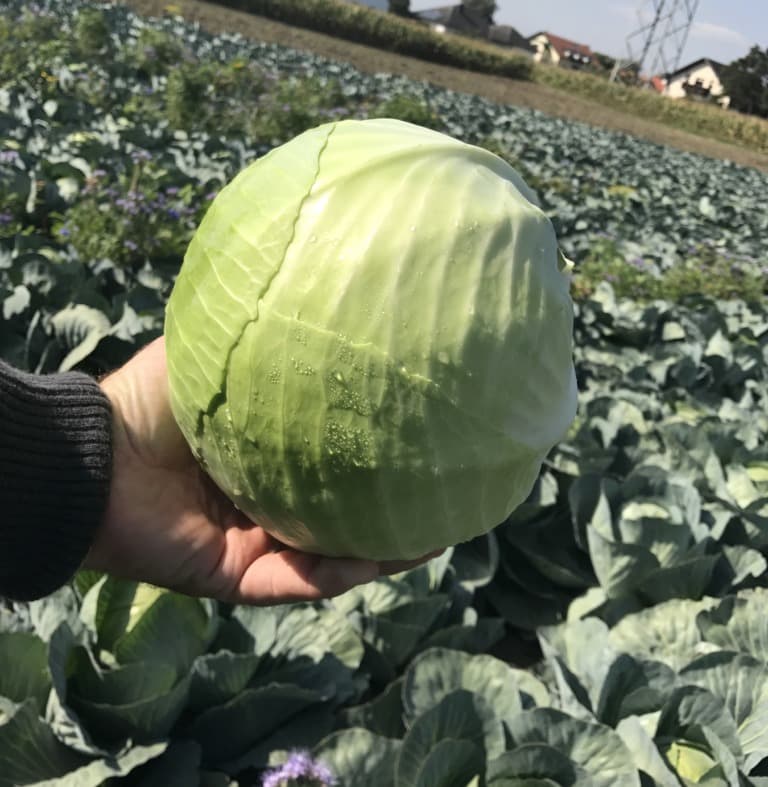 Weißkraut (fest)