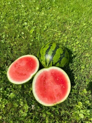 Wassermelone Midi (1,8kg-2,5kg) von Linschi's Gemüse