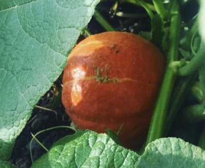 Bio Hokkaido Kürbis von Gärtnerei Fleischhacker