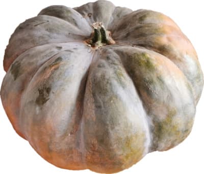 Kürbis - mini Muskat 2-3kg von Hirsch - Kartoffel