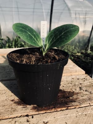 Grün Marmorierter Zucchini Selektion Jungpflanzen