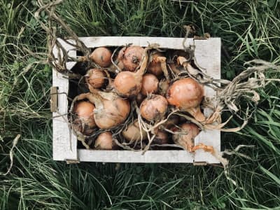Bio Zwiebel Gelb von Luyderer Gemüse