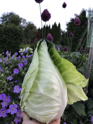 Spitzkraut - AKTIONSWOCHE von Linschi's Gemüse