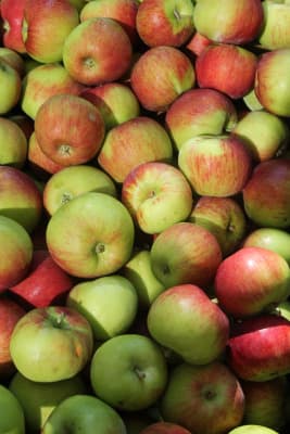 Äpfel Sorte Hanna von Obstbau Samm