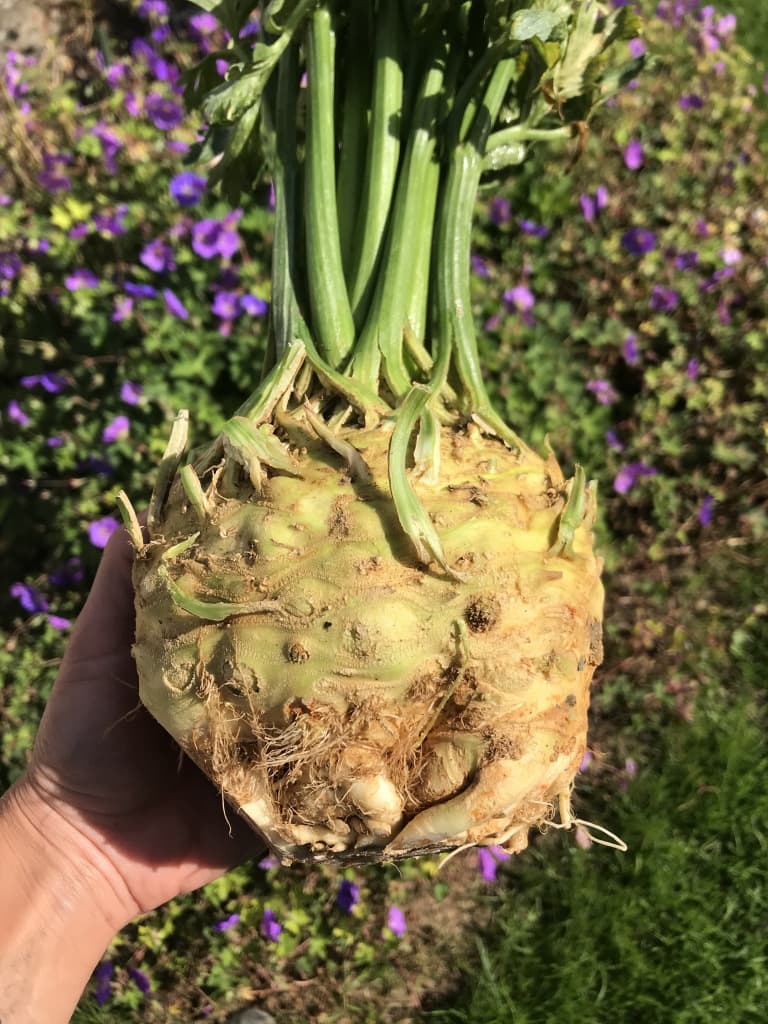 Knollensellerie "Vitabombs"