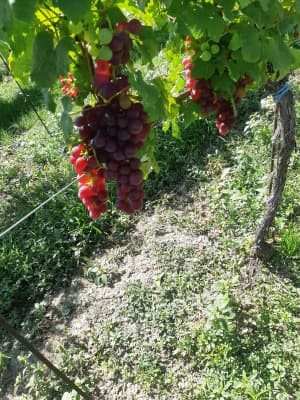 Weintrauben von Taufratzhofer Weinbau GmbH