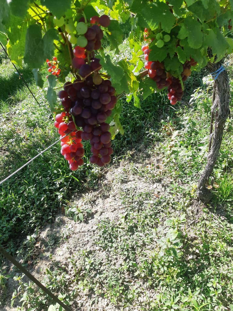 Weintrauben