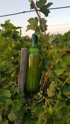 Weißer Sturm von Taufratzhofer Weinbau GmbH