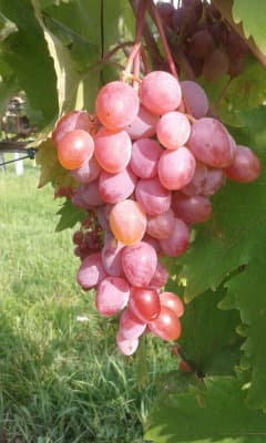 Weinviertler Bio Tafeltrauben (rosé) von Biobeerengarten Hummel OG