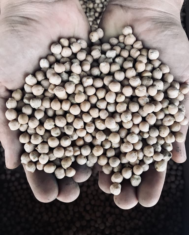 Bio Kichererbsen aus Eigenproduktion 1kg im Papiersack