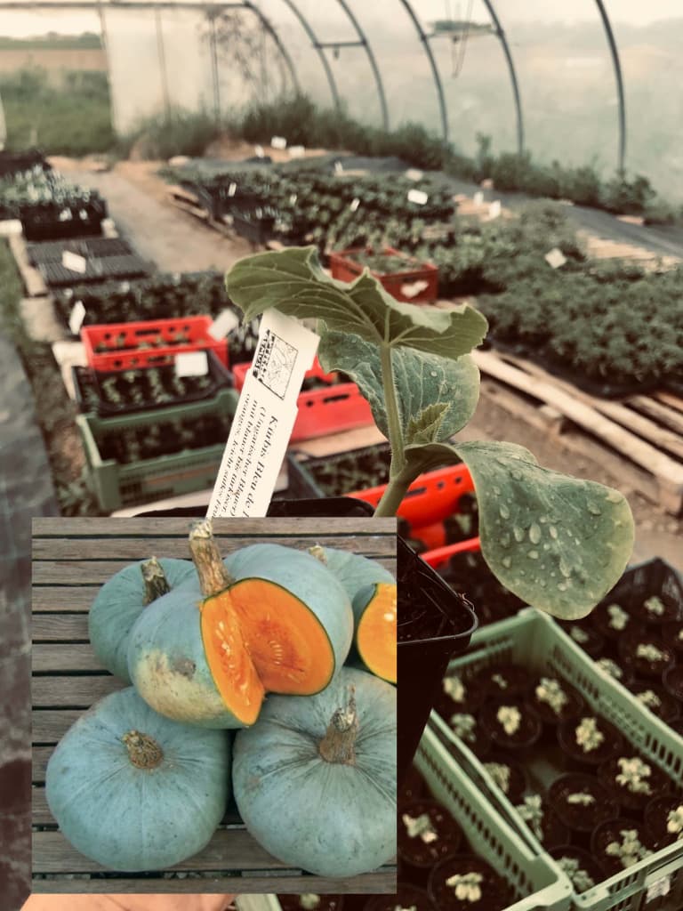 Exzellenter Speisekürbis Blauer aus Ungarn Jungpflanze