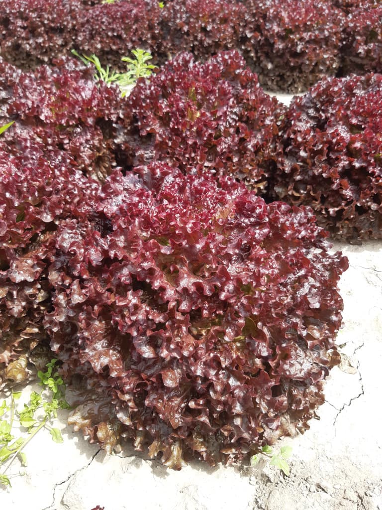 Salat Rot 200g Bio