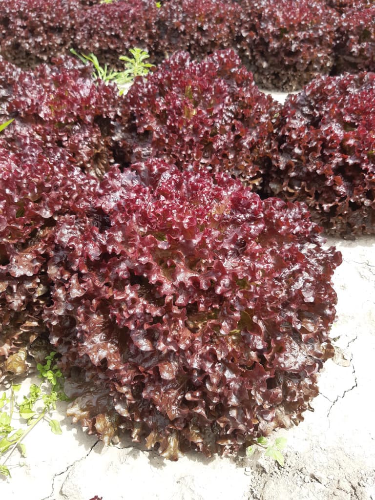 Salat Rot 150g Bio (eher klein)