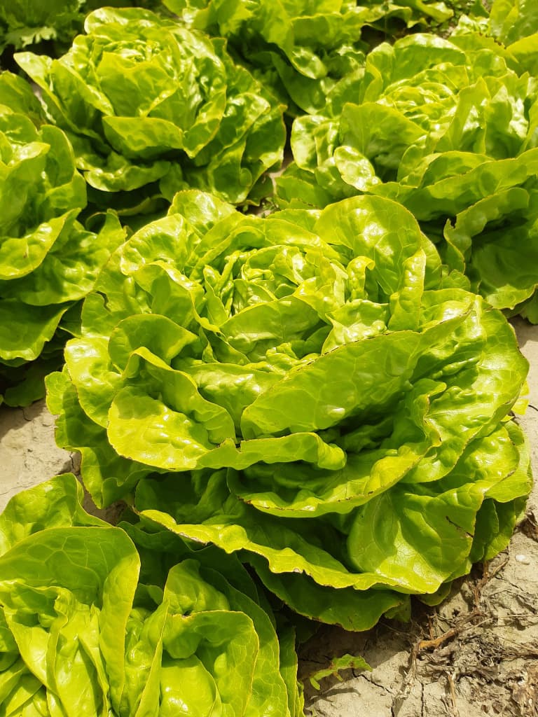 Salat Grün 200g Bio