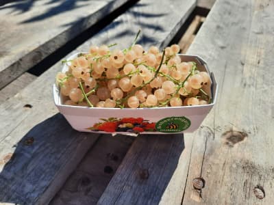 Weinviertler Bio weiße Ribisel von Biobeerengarten Hummel OG