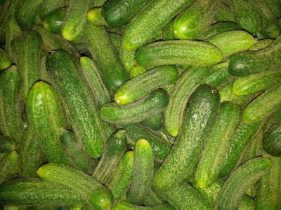 Einlege Gurken 250g Bio von Vielfalt Mader