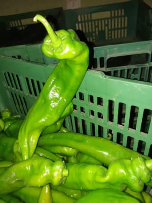 Paprika Grün Spitz 300g Bio von Vielfalt Mader